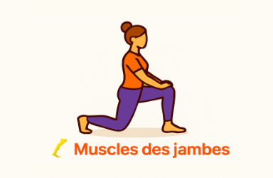Muscles des jambes (quadriceps, ischio-jambiers, fessiers, mollets)