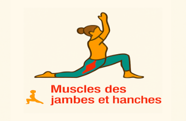Muscles des jambes et hanches (stabilité, ouverture, contrôle)
