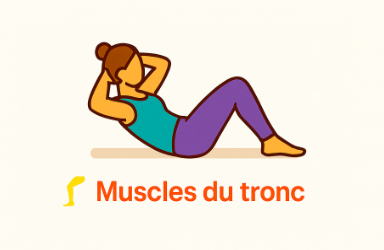 Muscles du tronc (obliques, abdominaux, lombaires)