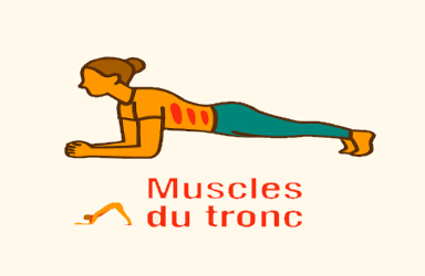 Muscles du tronc (gainage, abdominaux, lombaires)