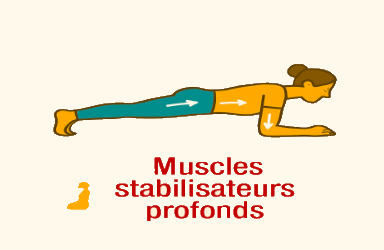 Muscles stabilisateurs profonds (chevilles, hanches, épaules)