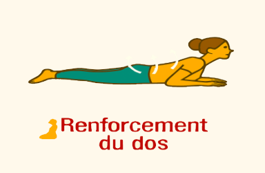 Muscles du dos (lombaires, dorsaux, érecteurs du rachis)